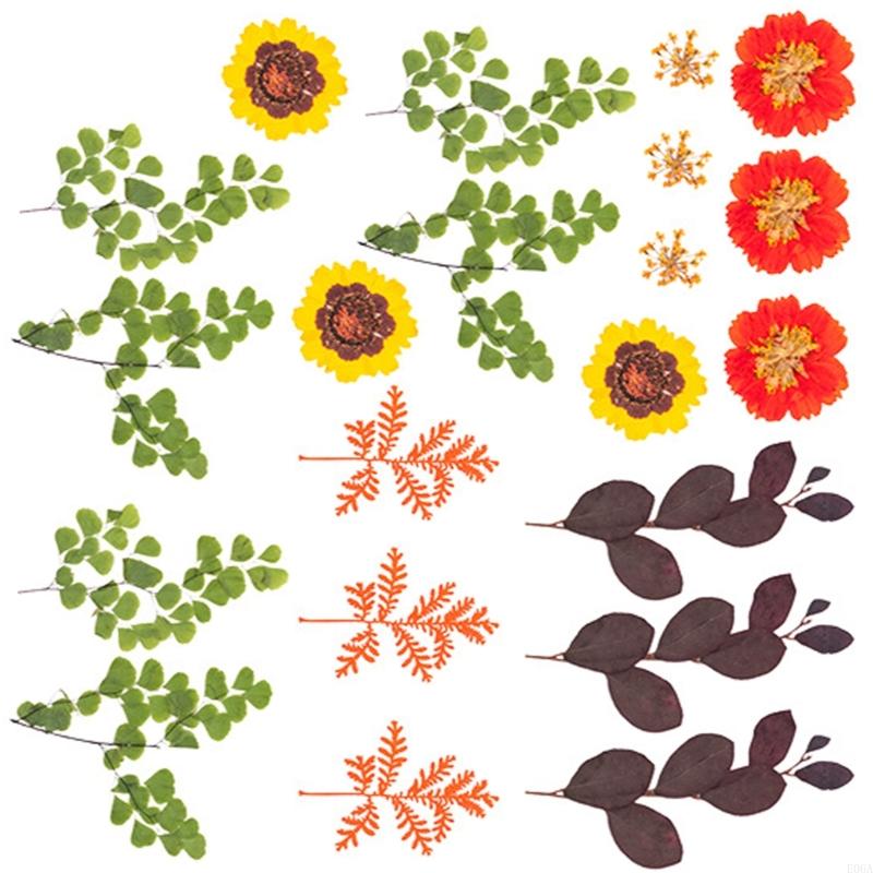 Natural Pressed Dried Flower F - огляд і ціна Art Craft Leaves